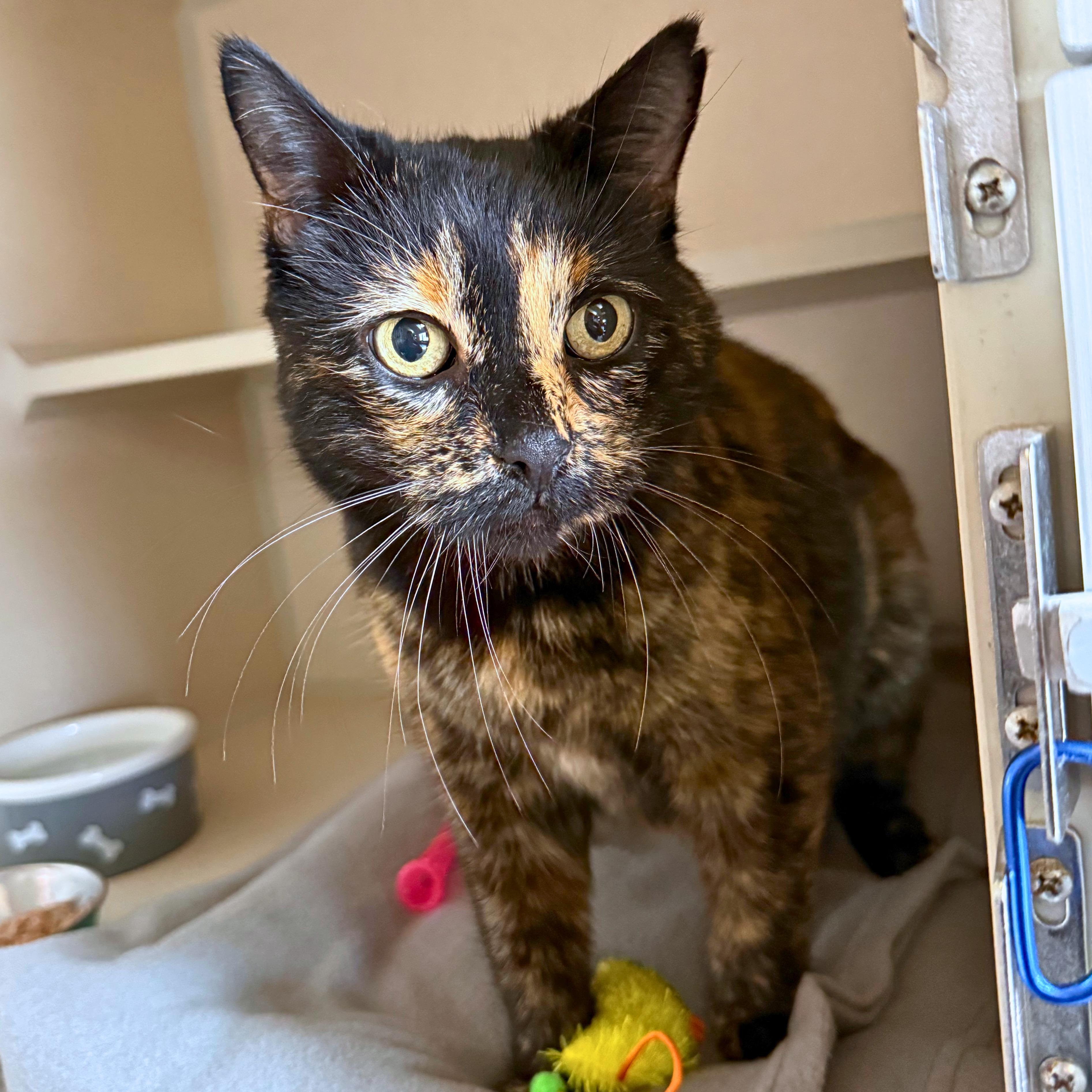 Enlarge Stormie, a Adoptable Domestic Short Hair in Ridgway, CO image 4/4
