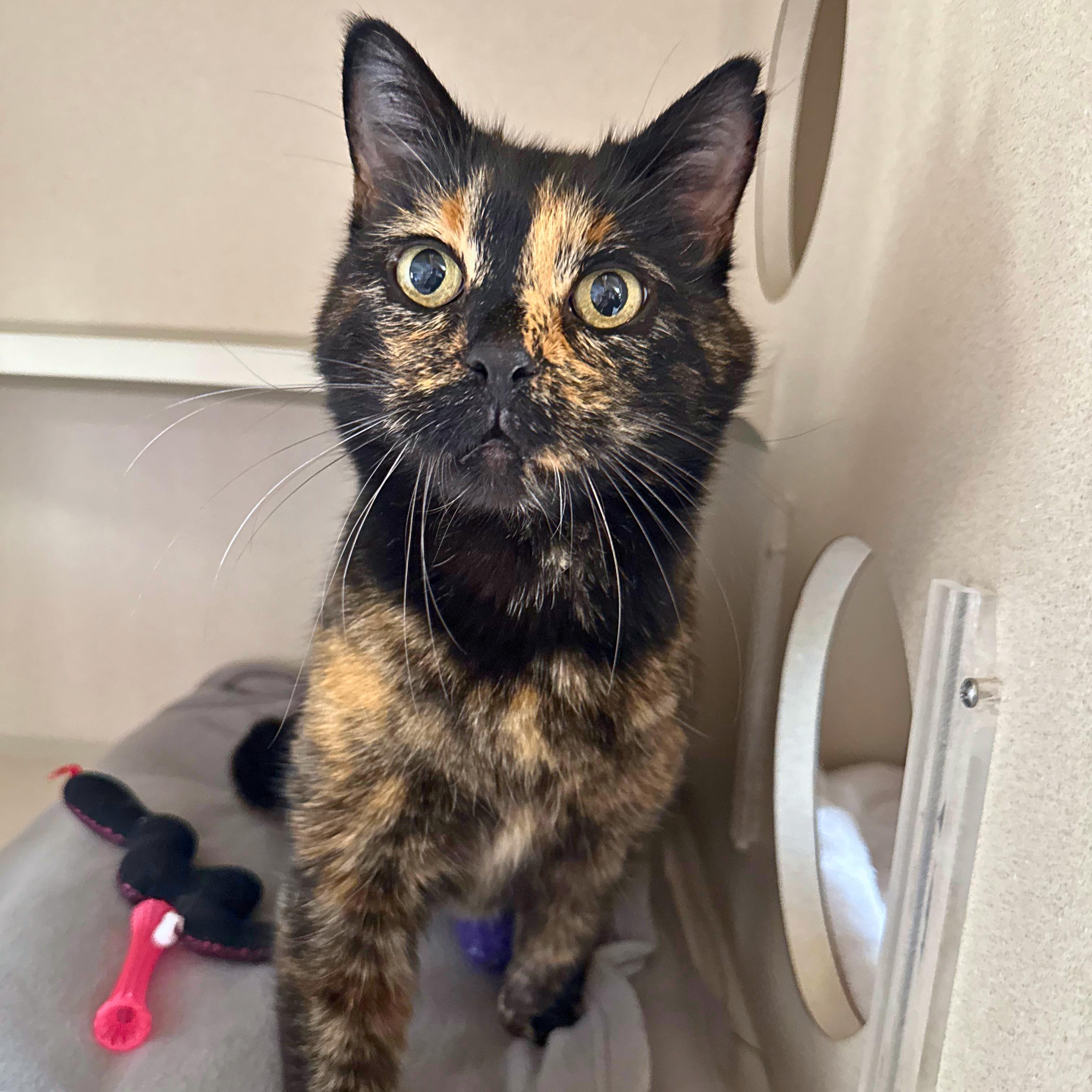Enlarge Stormie, a Adoptable Domestic Short Hair in Ridgway, CO image 2/4