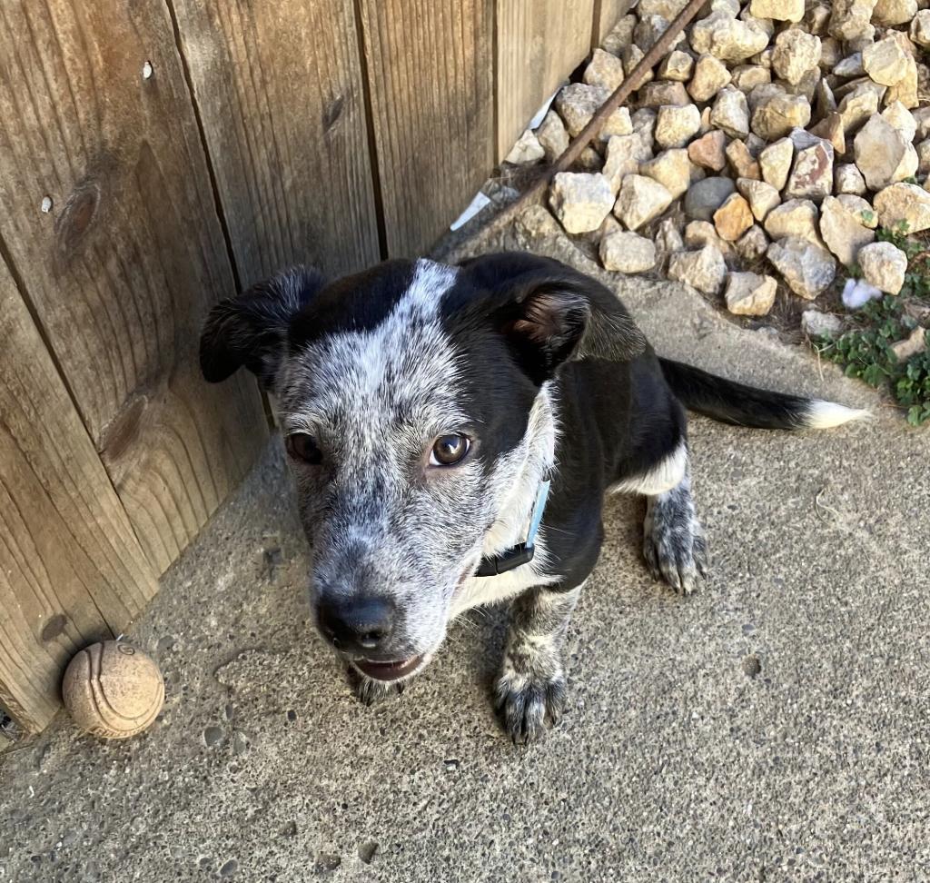 Enlarge Tigger & Roo, a Adopted Cattle Dog in Davis, CA image 2/5