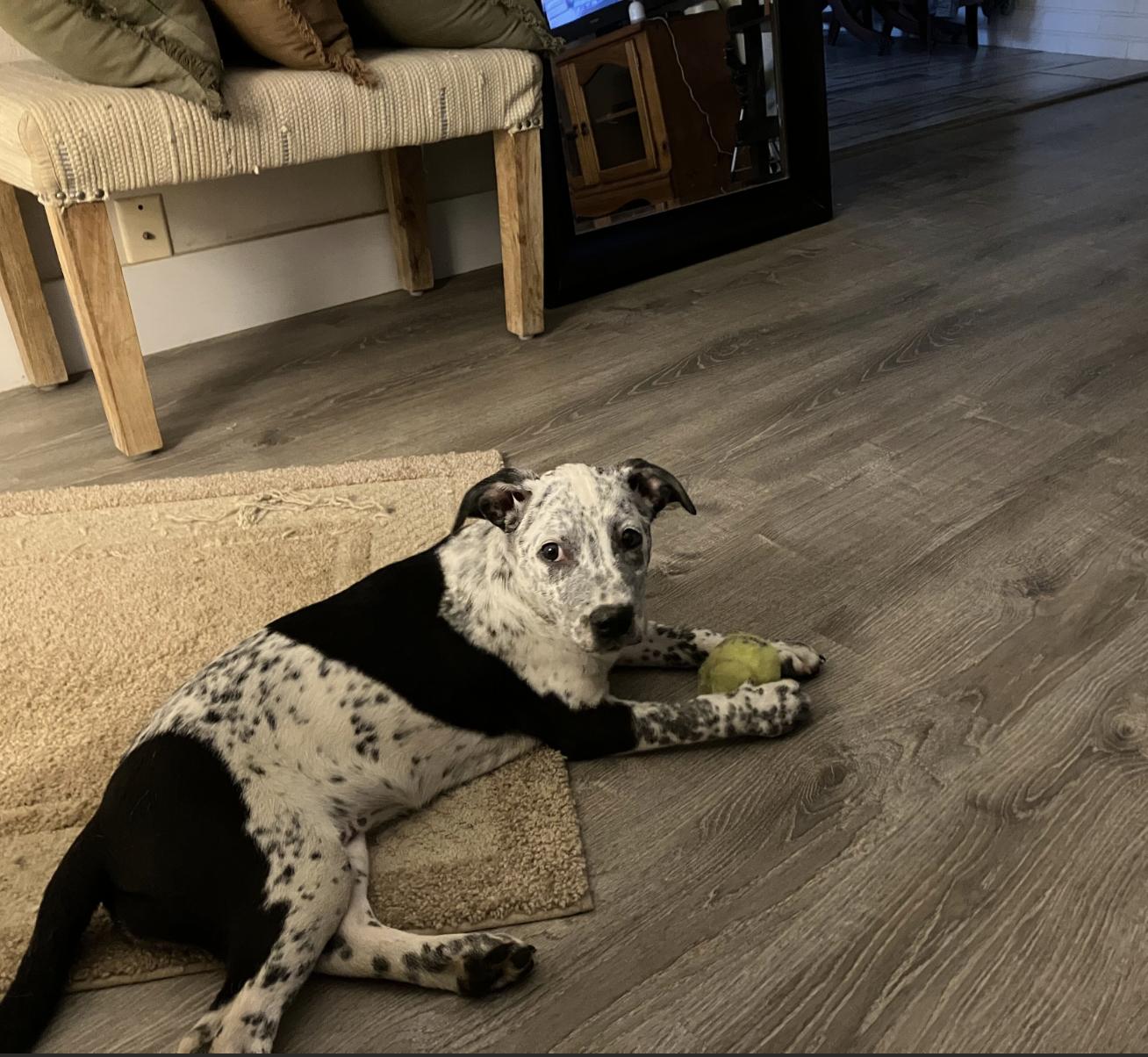 Enlarge Tigger & Roo, a Adopted Cattle Dog in Davis, CA image 5/5
