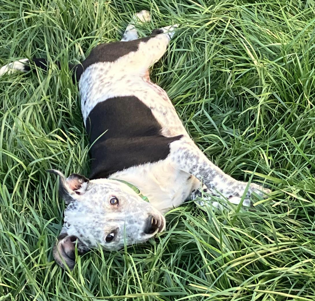 Enlarge Tigger & Roo, a Adopted Cattle Dog in Davis, CA image 3/5