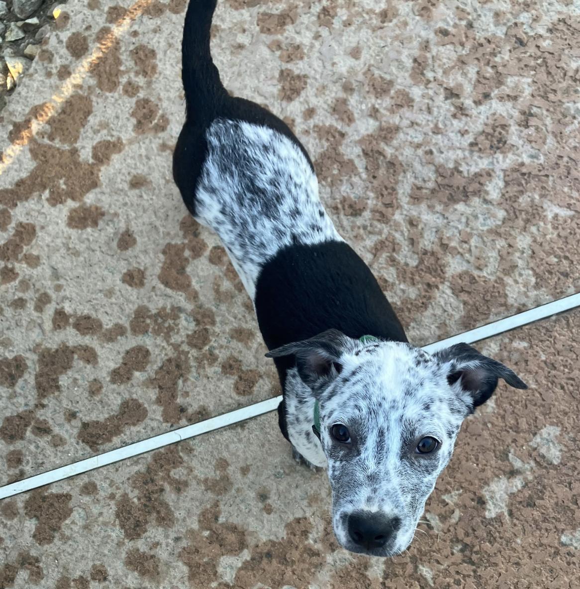 Enlarge Tigger & Roo, a Adopted Cattle Dog in Davis, CA image 1/5