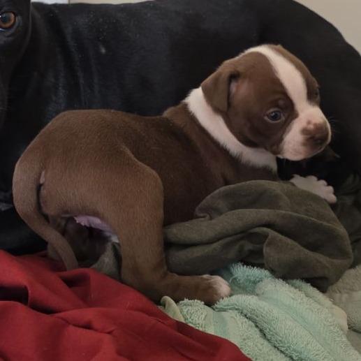 Enlarge Lulu, a ADOPTABLE mixed breed in Luling, TX image 2/2