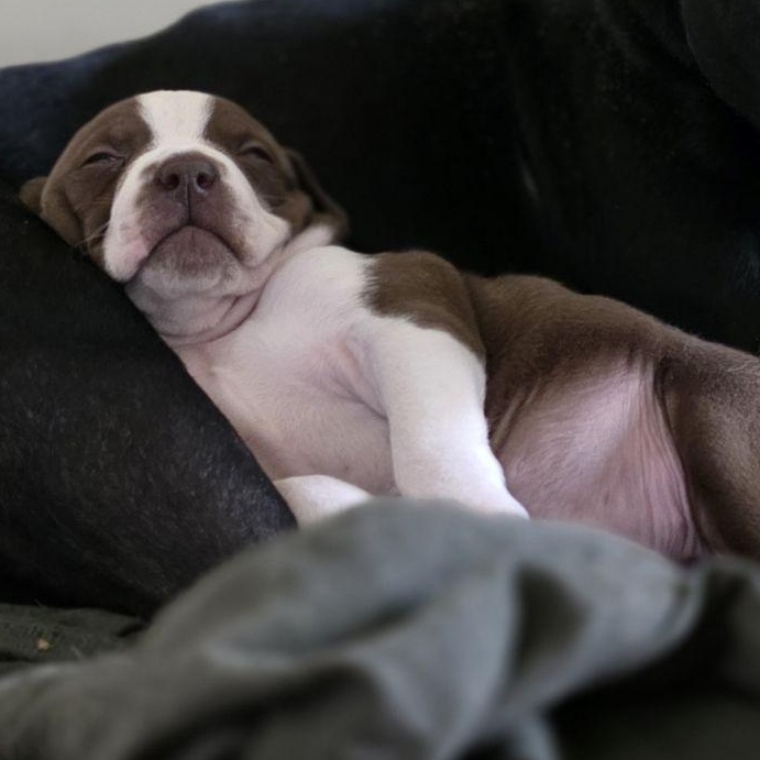 Lulu, ADOPTABLE, Puppy Female American Staffordshire Terrier.