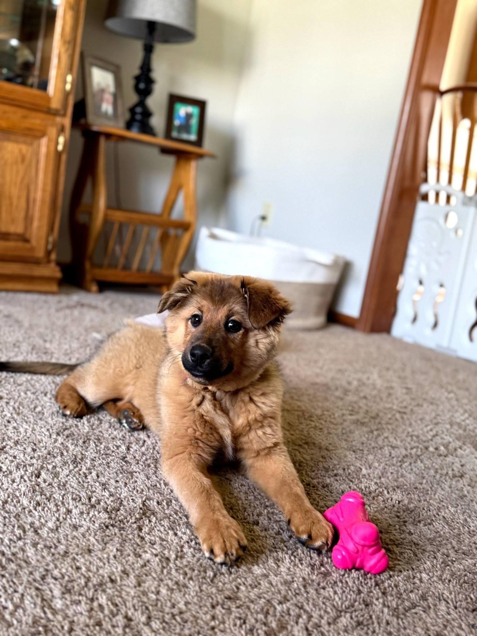 Enlarge Josie, a ADOPTABLE mixed breed in East Sparta, OH image 1/4