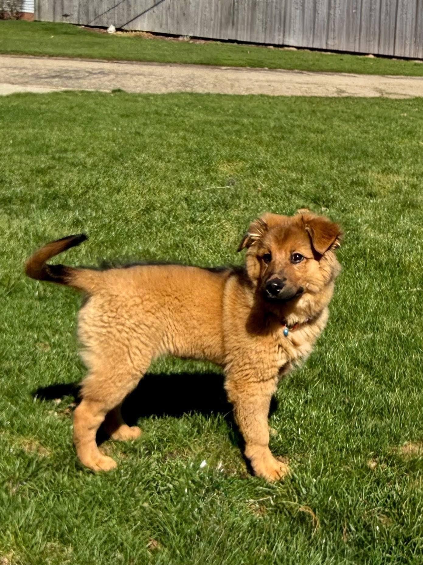 Enlarge Josie, a ADOPTABLE mixed breed in East Sparta, OH image 2/4
