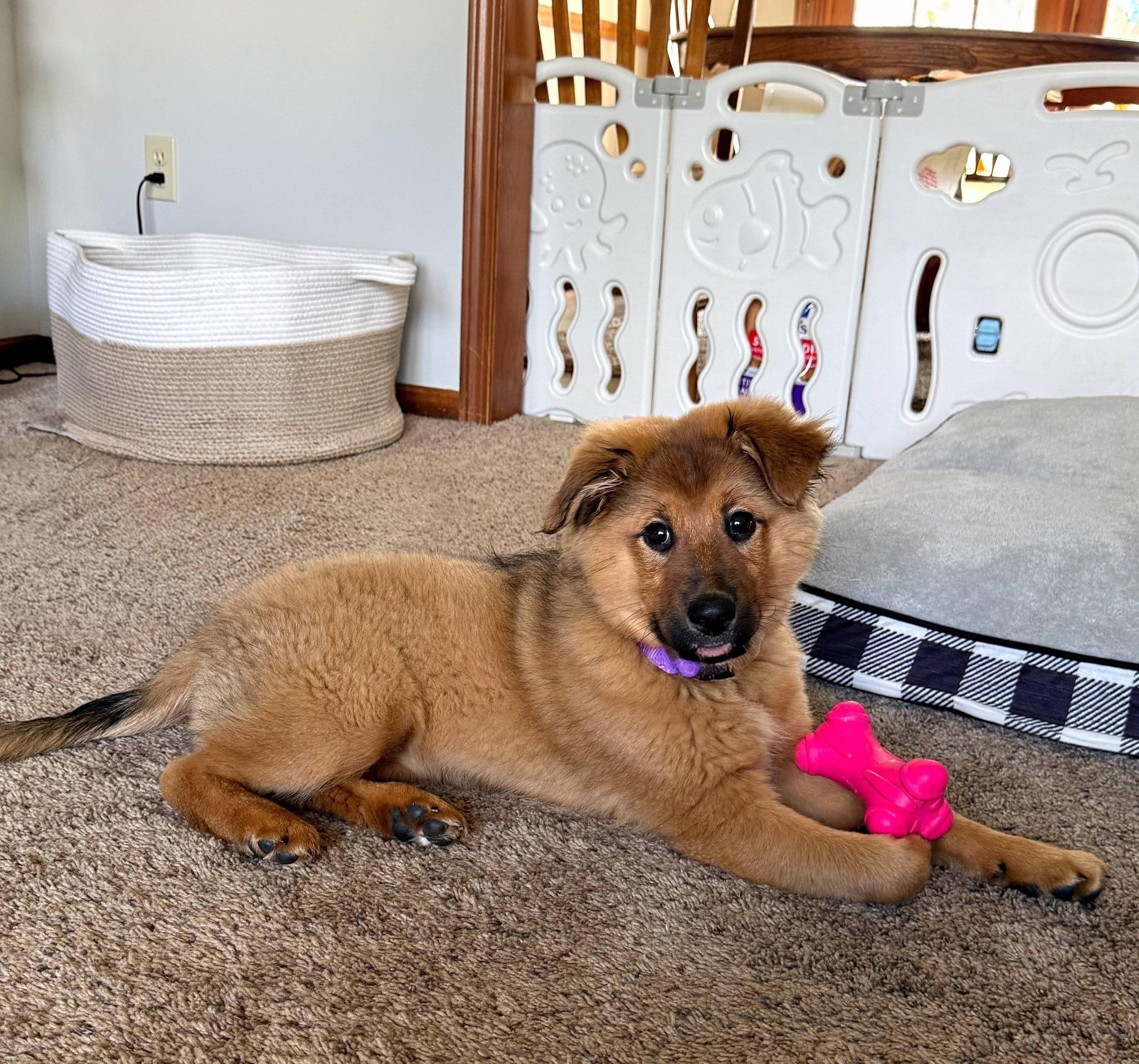 Enlarge Josie, a ADOPTABLE mixed breed in East Sparta, OH image 3/4