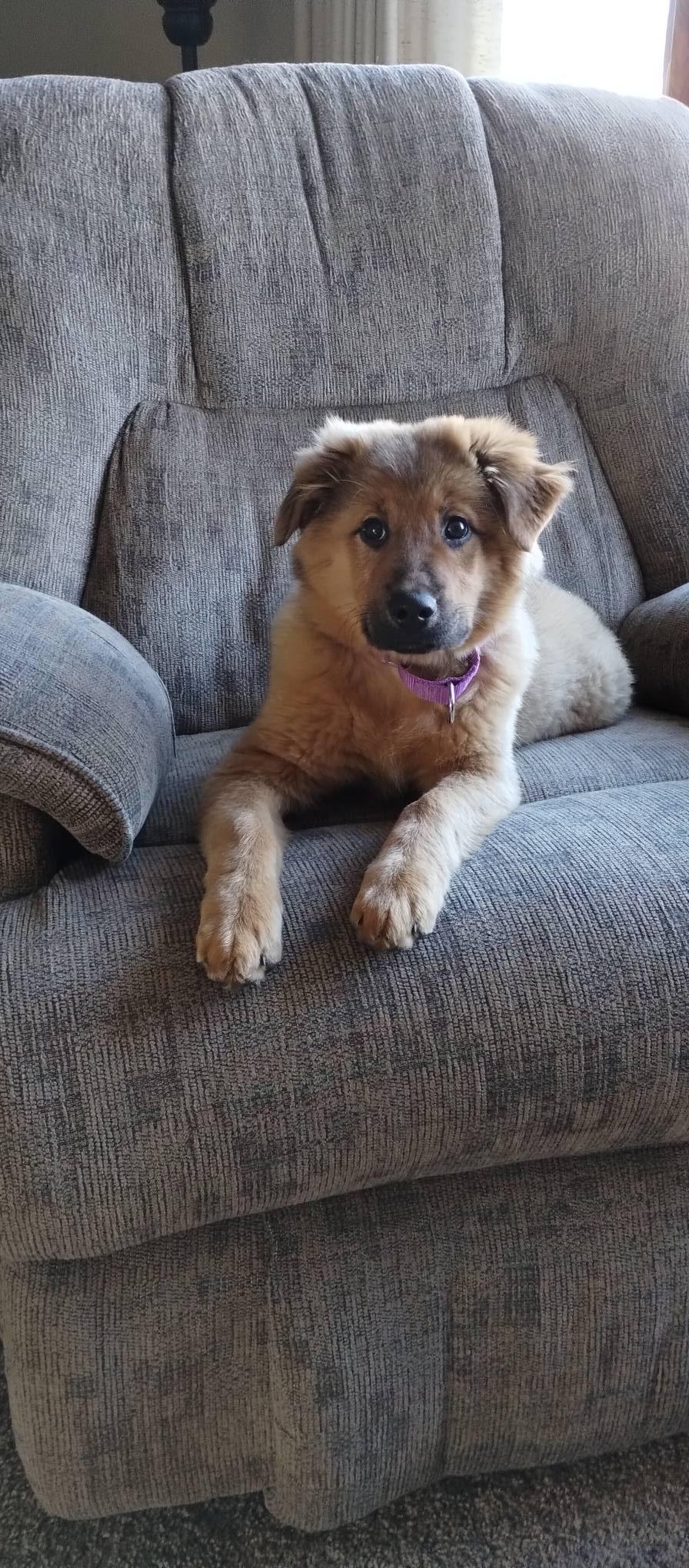 Enlarge Josie, a ADOPTABLE mixed breed in East Sparta, OH image 4/4