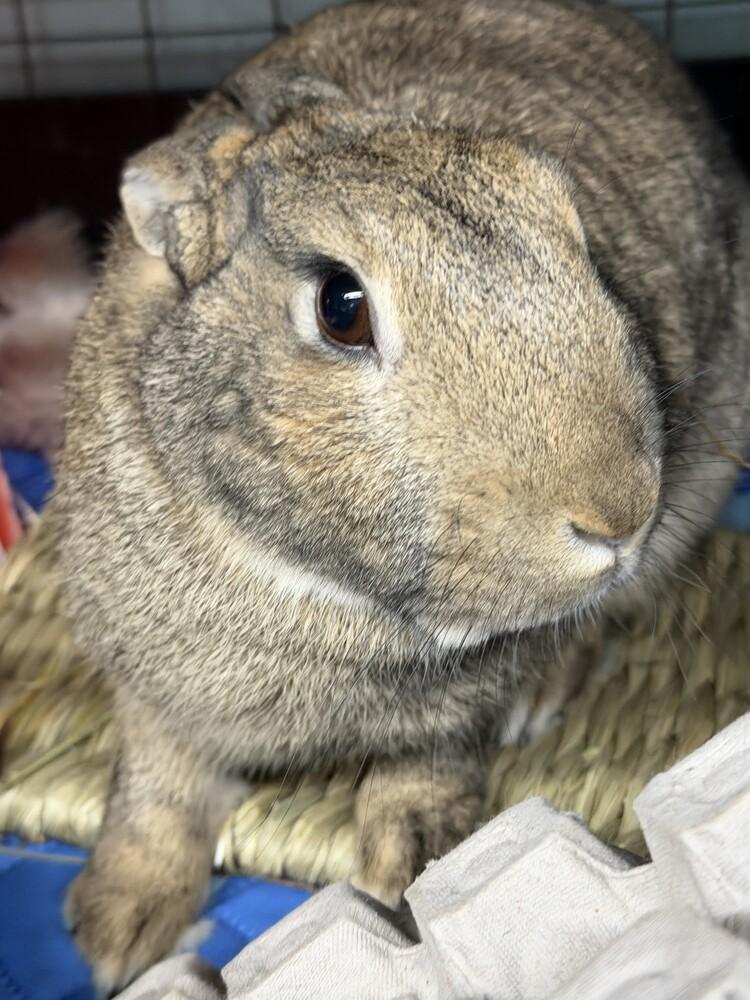 Udon, Adoptable, Adult Female Mini Rex & New Zealand.