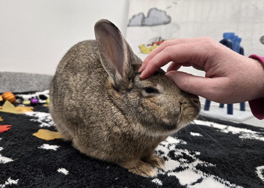 Enlarge Udon, a Adoptable mixed breed in Westford, MA image 2/6