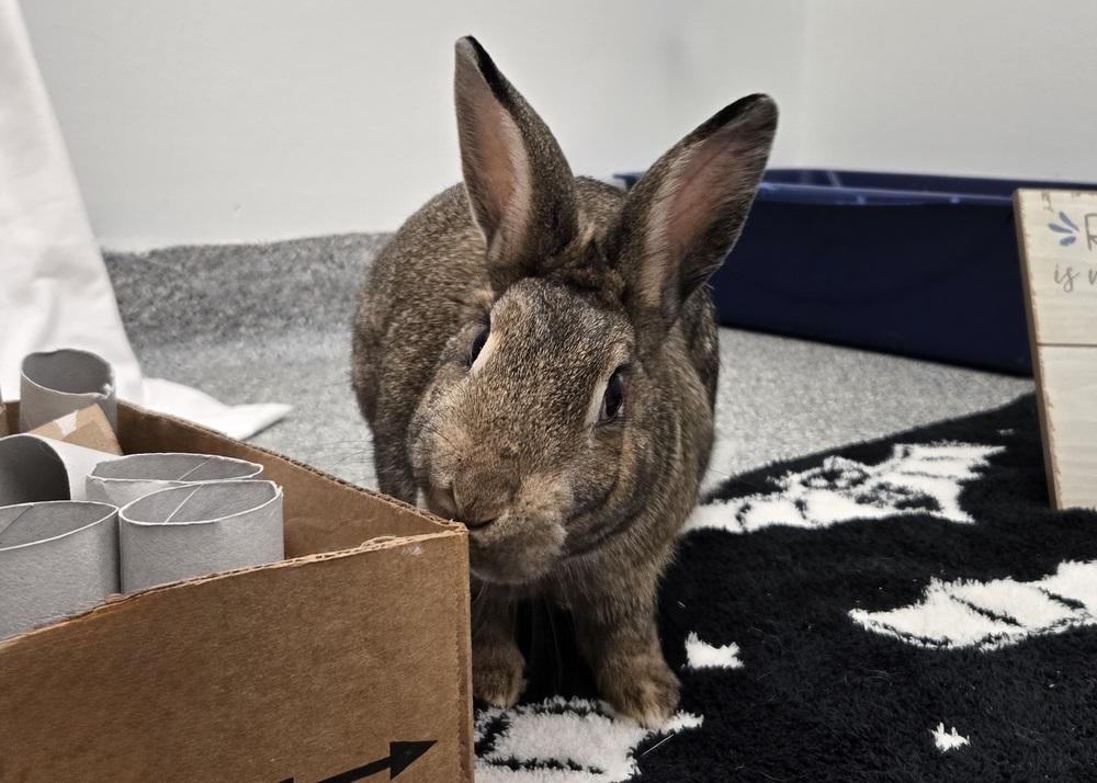 Enlarge Udon, a Adoptable mixed breed in Westford, MA image 4/6