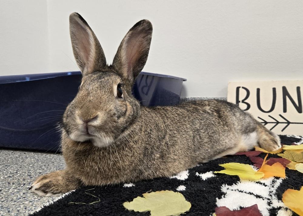 Enlarge Udon, a Adoptable mixed breed in Westford, MA image 5/6