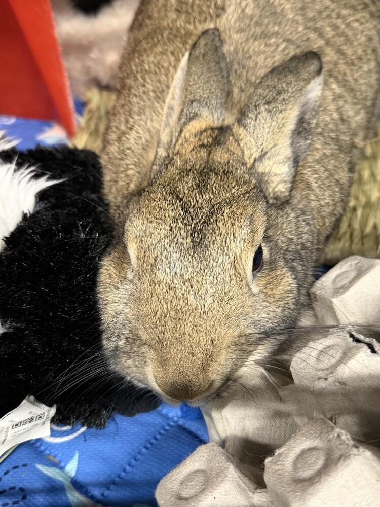 Enlarge Udon, a Adoptable mixed breed in Westford, MA image 6/6