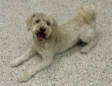 Enlarge Herb, a Adoptable mixed breed in Littleton, CO image 1/1