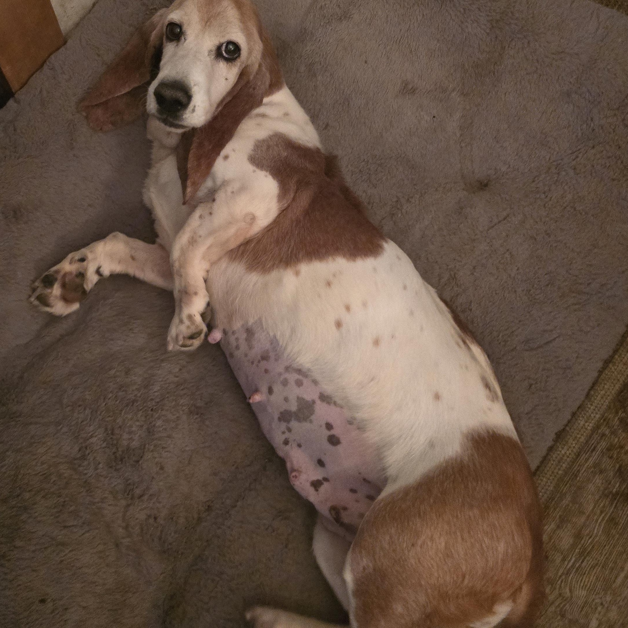 Daisy, ADOPTABLE, Adult Female Basset Hound.