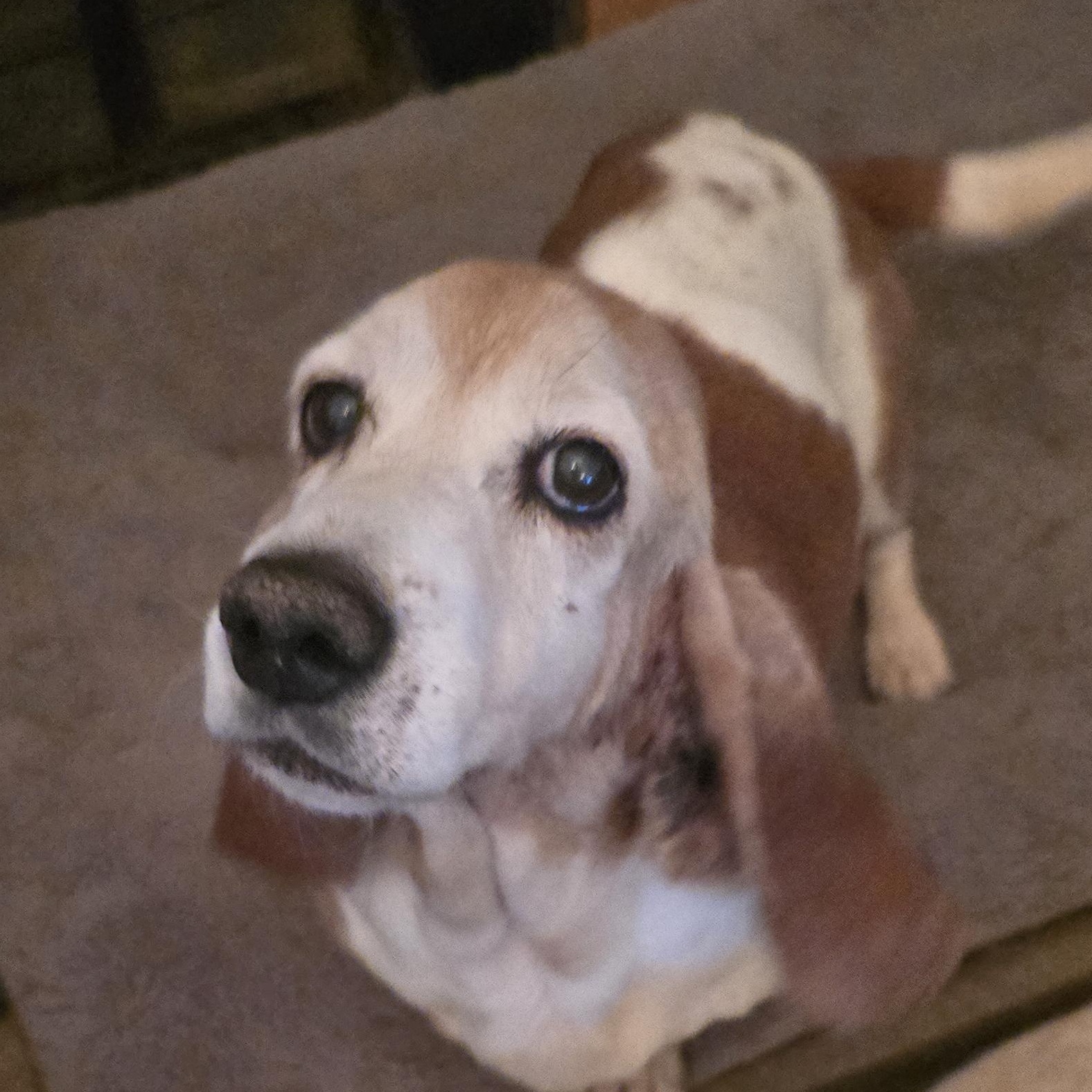 Enlarge Daisy, a ADOPTABLE Basset Hound in Zaleski, OH image 2/2