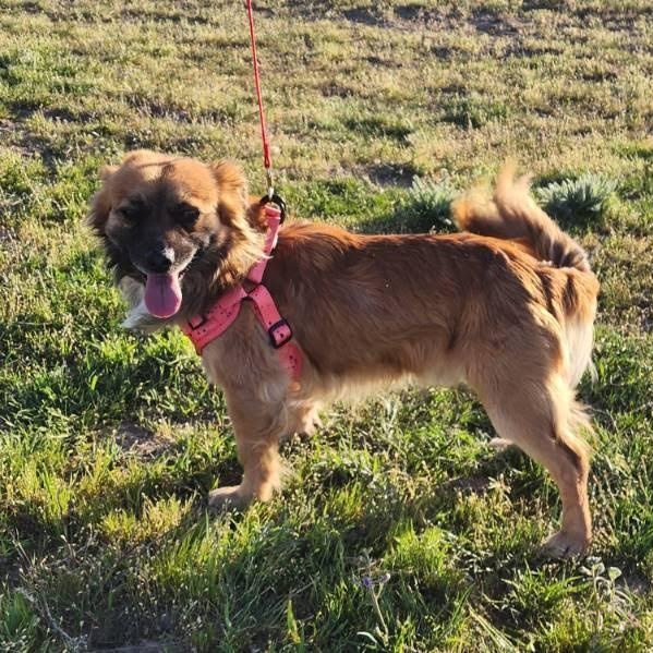 Enlarge George, a Adoptable mixed breed in Spanaway, WA image 2/6