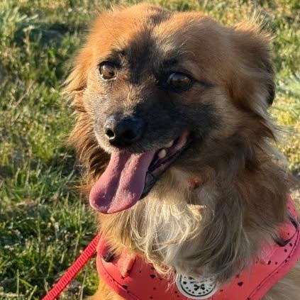 Enlarge George, a Adoptable mixed breed in Spanaway, WA image 3/6