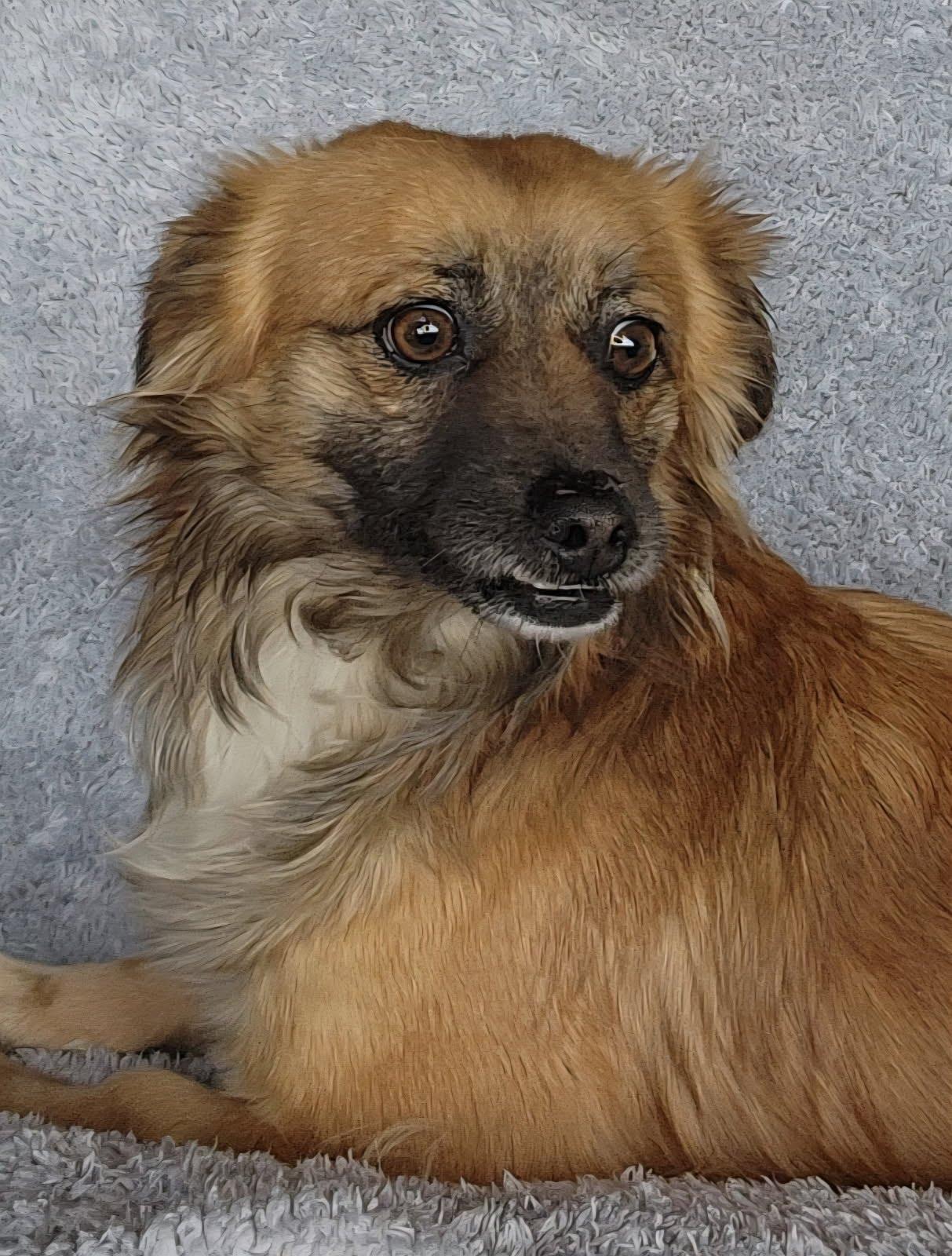 Enlarge George, a Adoptable mixed breed in Spanaway, WA image 4/6