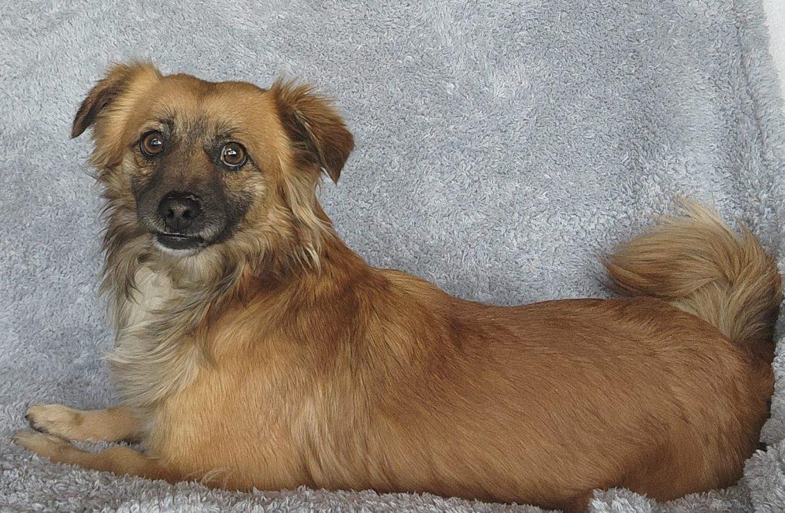 Enlarge George, a Adoptable mixed breed in Spanaway, WA image 6/6