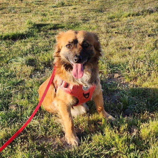 George, Adoptable, Adult Male Dachshund (Miniature Long Haired).