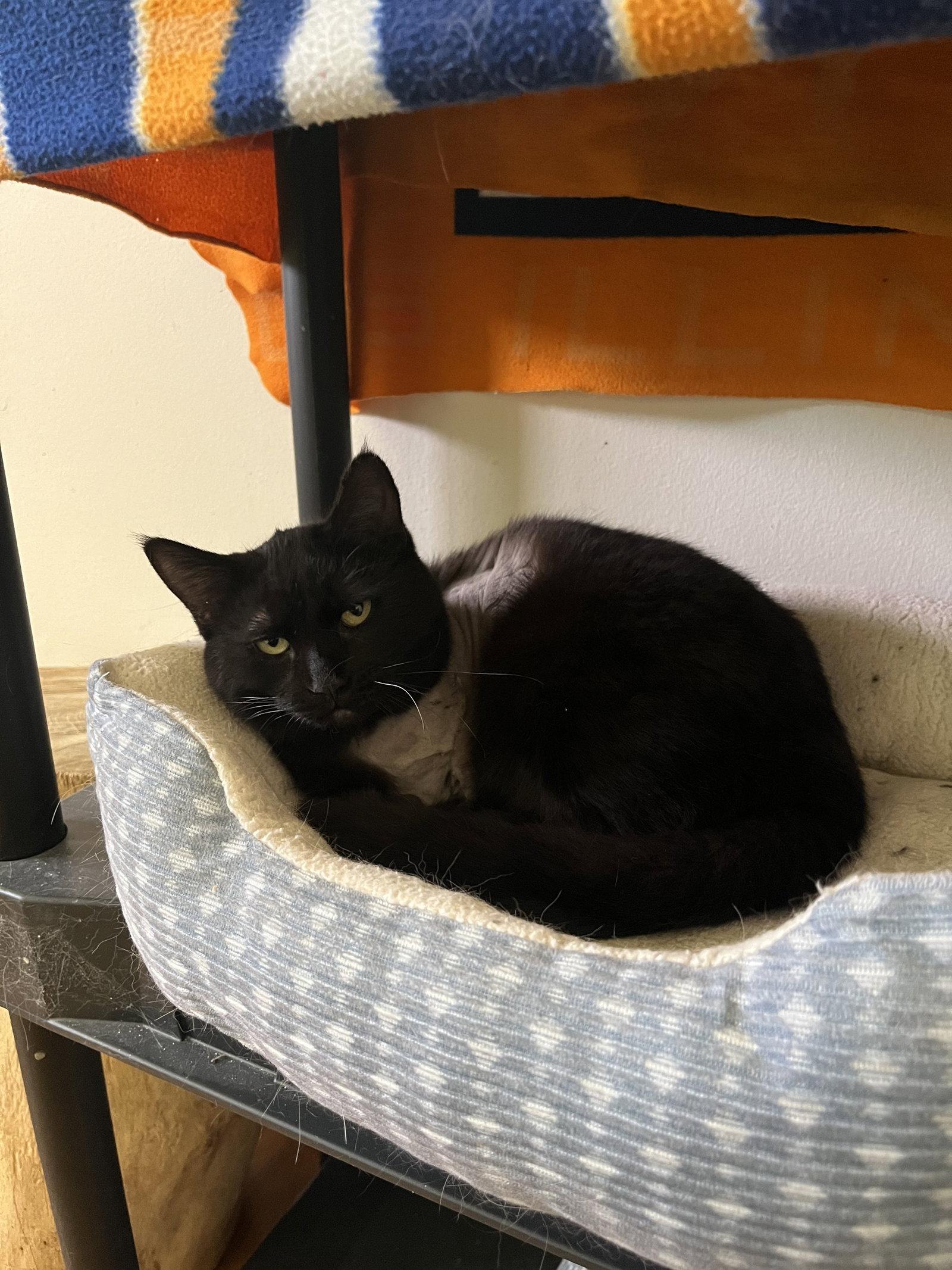 Wildly (Tripod), Adopted, Adult Male Domestic Short Hair.