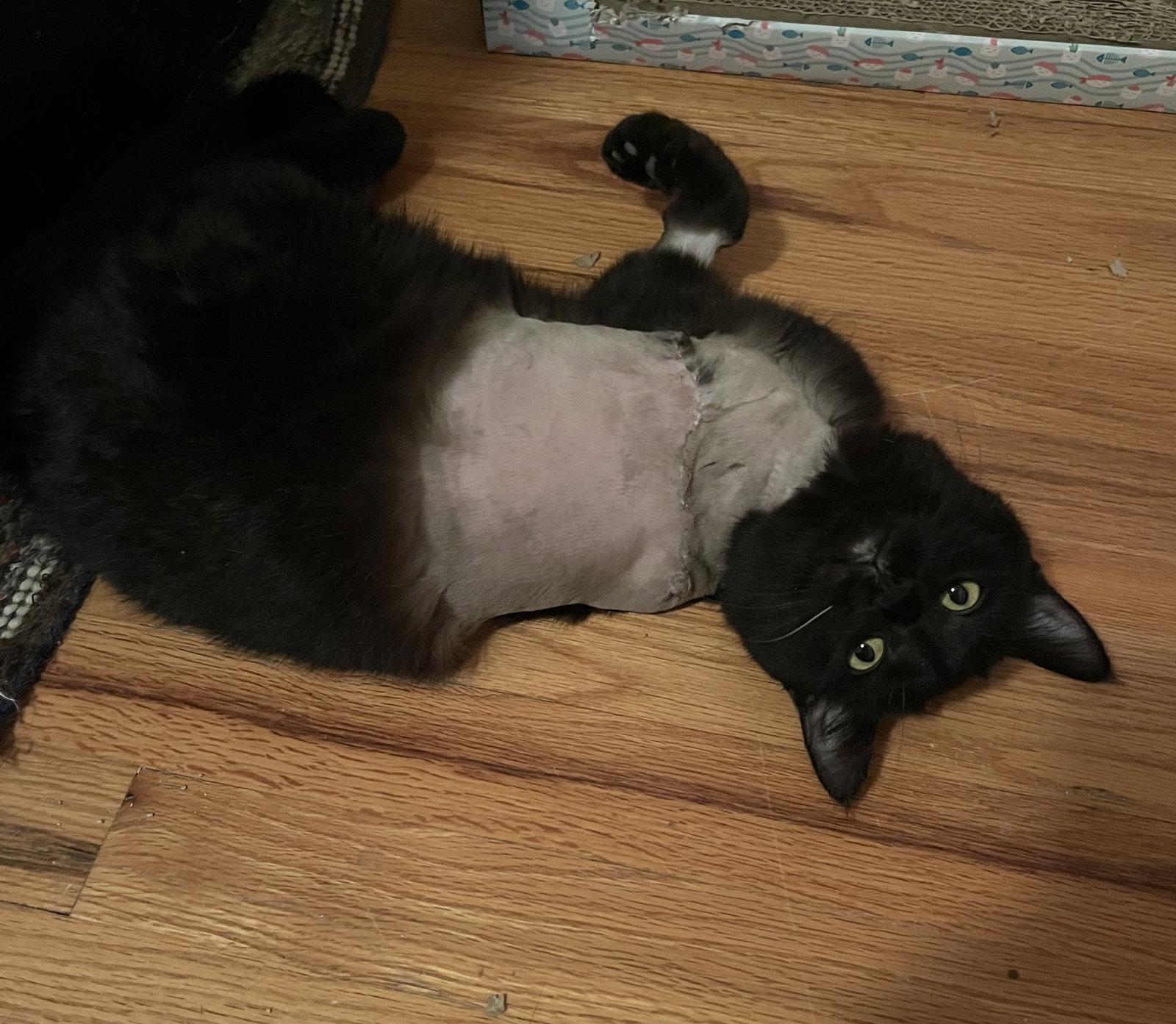 Enlarge Wildly (Tripod), a Adopted Domestic Short Hair in Aurora, CO image 2/3