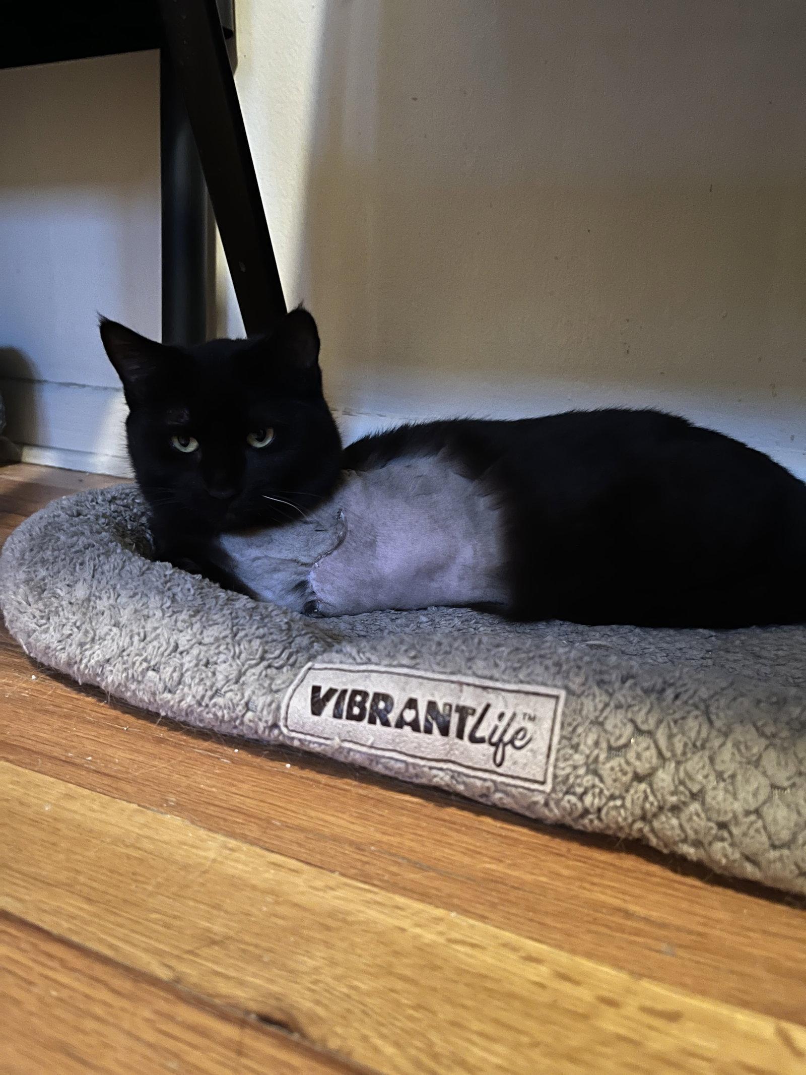 Enlarge Wildly (Tripod), a Adopted Domestic Short Hair in Aurora, CO image 3/3