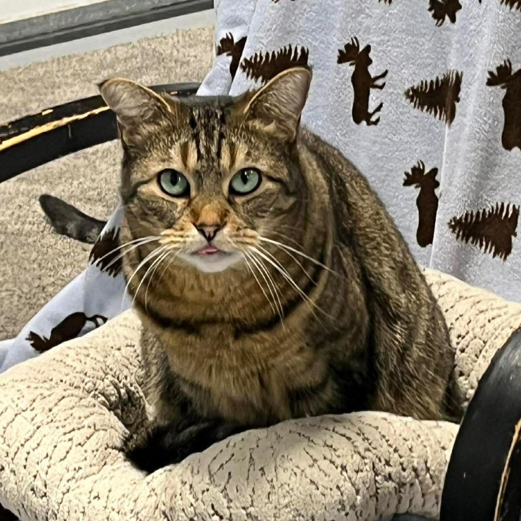 Enlarge Vanka, a Adoptable Domestic Short Hair in Sheridan, WY image 1/2