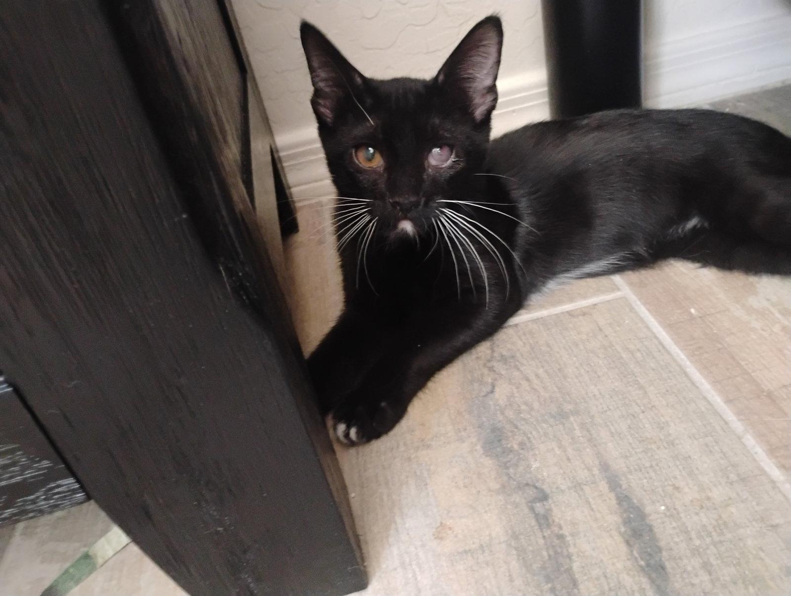 Luigi, a Adoptable Tuxedo in Glendale, AZ image 1/2
