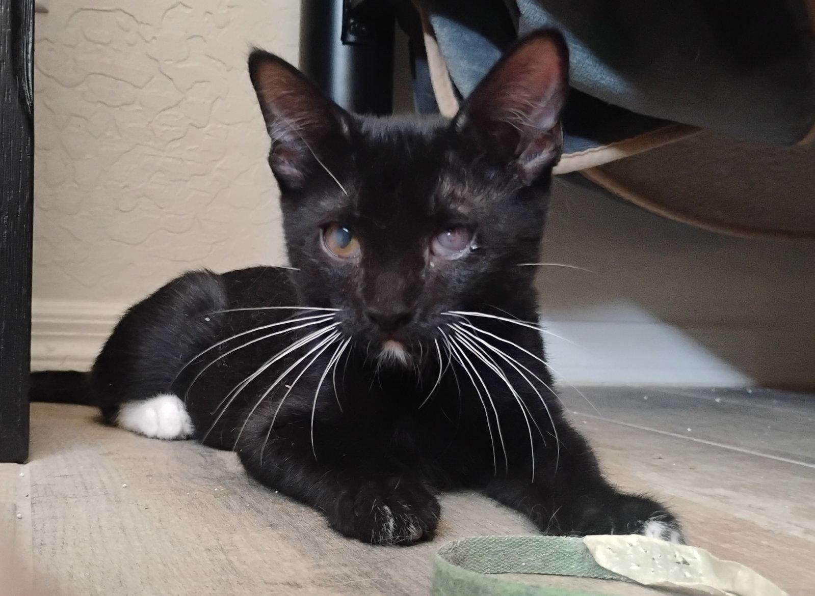 Luigi, a Adoptable Tuxedo in Glendale, AZ image 2/2