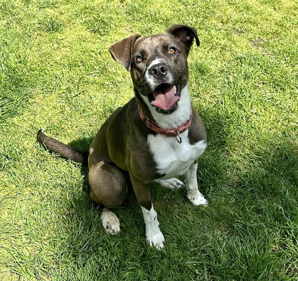 AC - Sharon, Adoptable, Young Female Labrador Retriever & Border Collie.