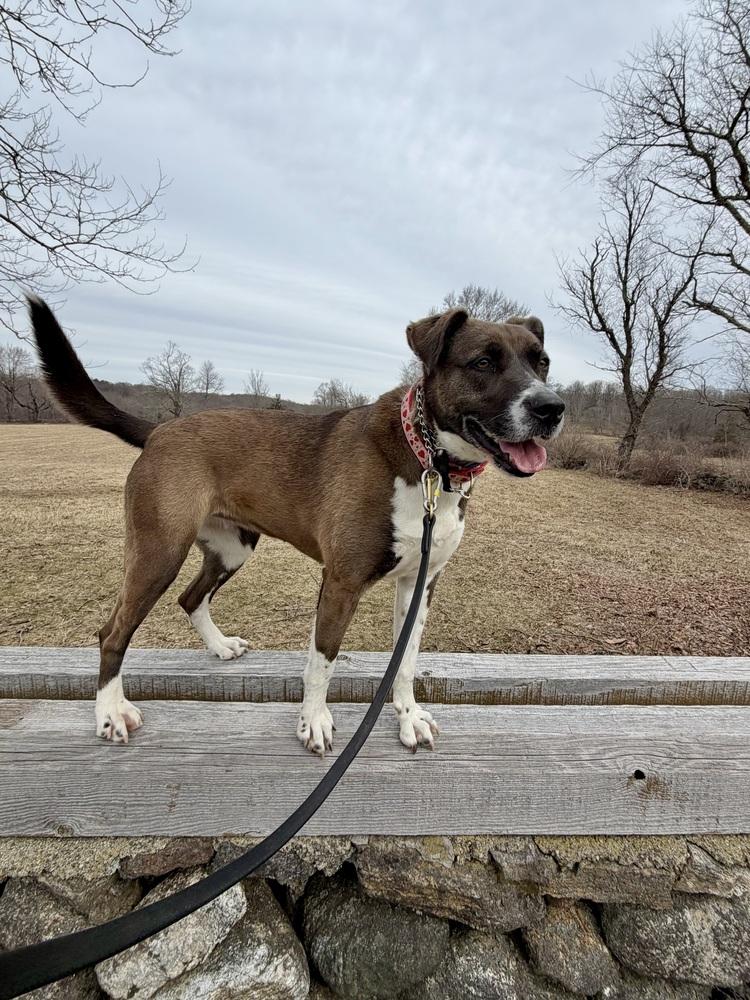 AC - Sharon, Adoptable, Young Female Labrador Retriever & Border Collie.