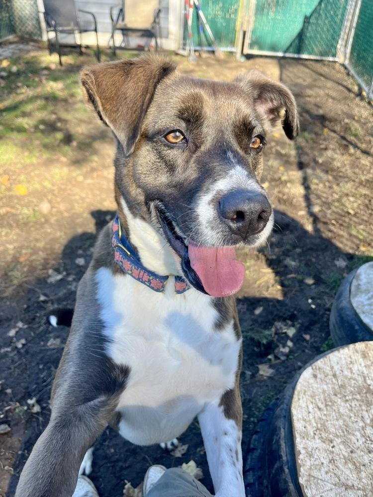 AC - Sharon, a Adoptable mixed breed in Brewster , NY image 2/6