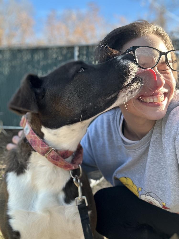 Enlarge AC - Sharon, a Adoptable mixed breed in Brewster , NY image 3/6