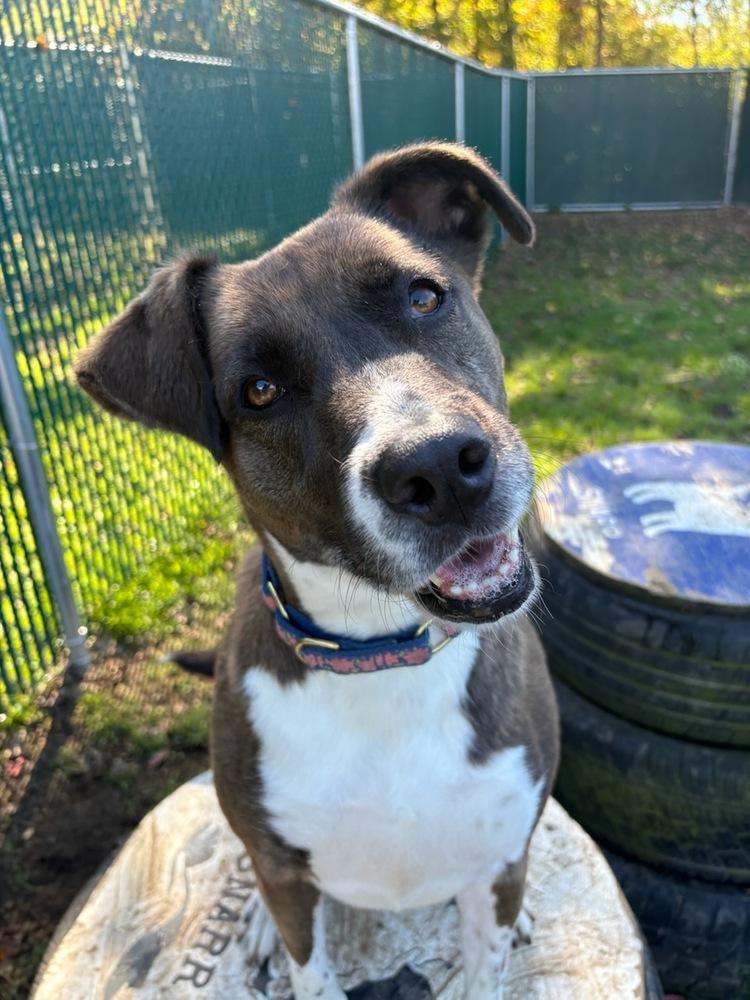 AC - Sharon, a Adoptable mixed breed in Brewster , NY image 3/6