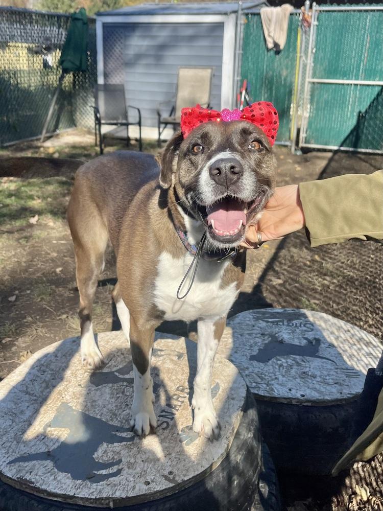 AC - Sharon, a Adoptable mixed breed in Brewster , NY image 4/6