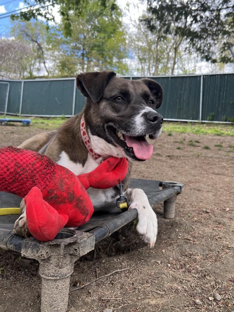 AC - Sharon, a Adoptable mixed breed in Brewster , NY image 4/6