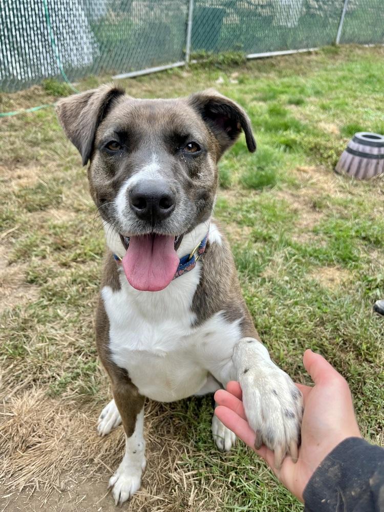 AC - Sharon, a Adoptable mixed breed in Brewster , NY image 5/6