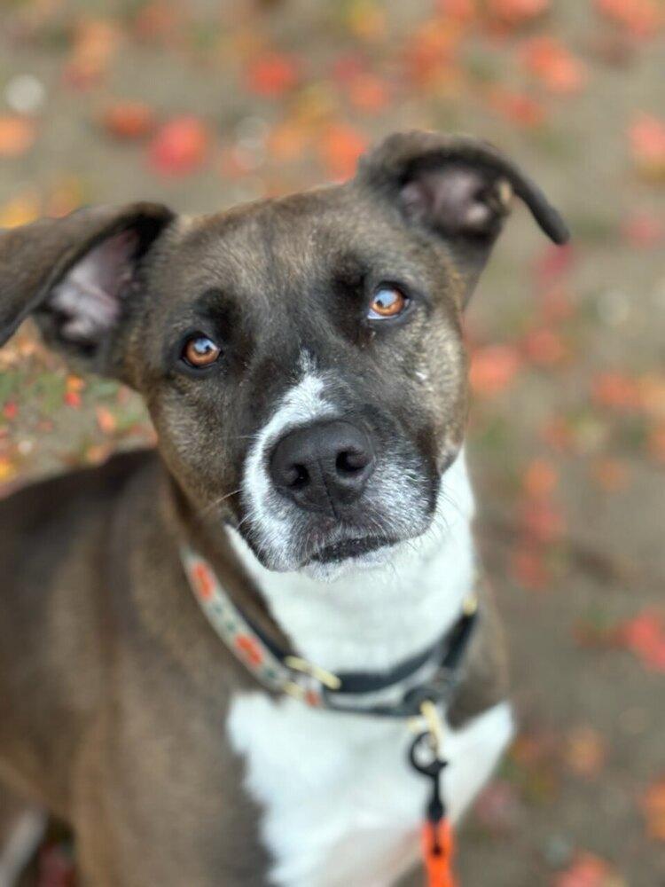 AC - Sharon, a Adoptable mixed breed in Brewster , NY image 6/6