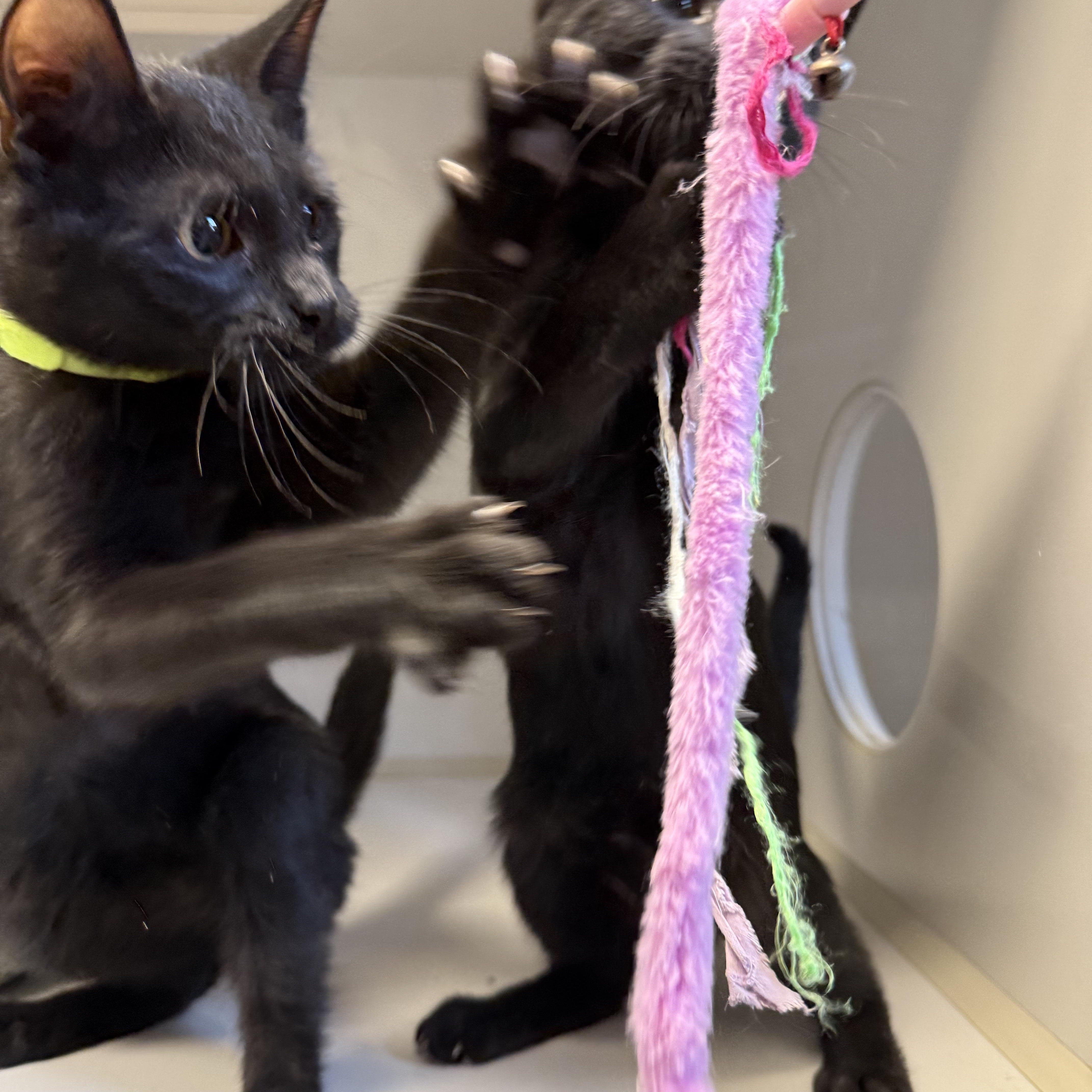 Enlarge Patrick, a Adoptable Domestic Short Hair in Butler, NJ image 4/6