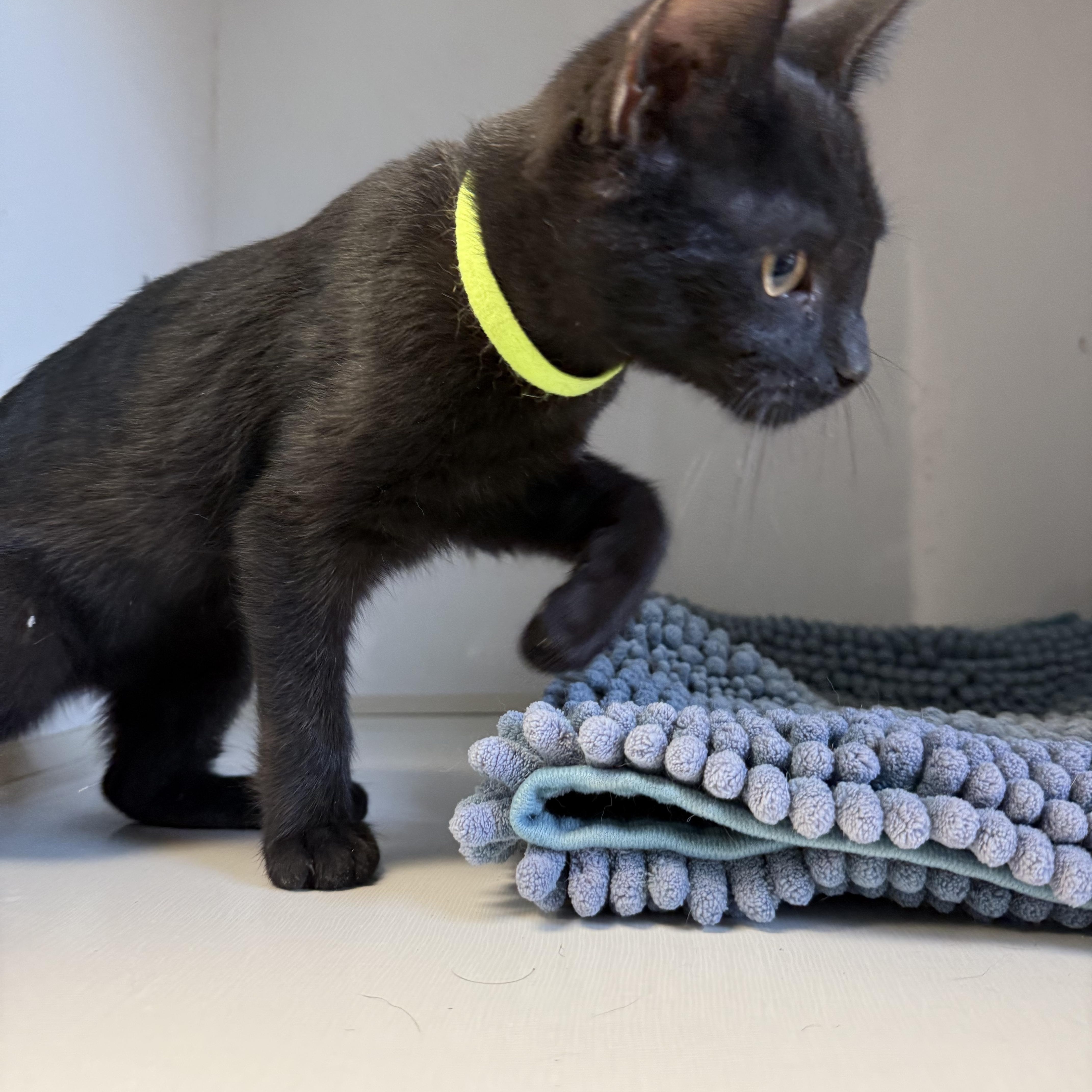 Enlarge Patrick, a Adoptable Domestic Short Hair in Butler, NJ image 5/6