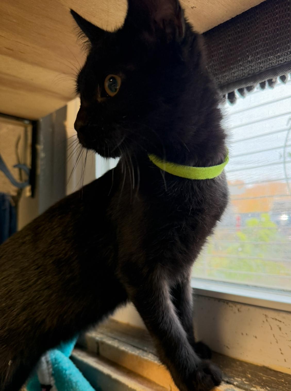 Enlarge Patrick, a Adoptable Domestic Short Hair in Butler, NJ image 2/6