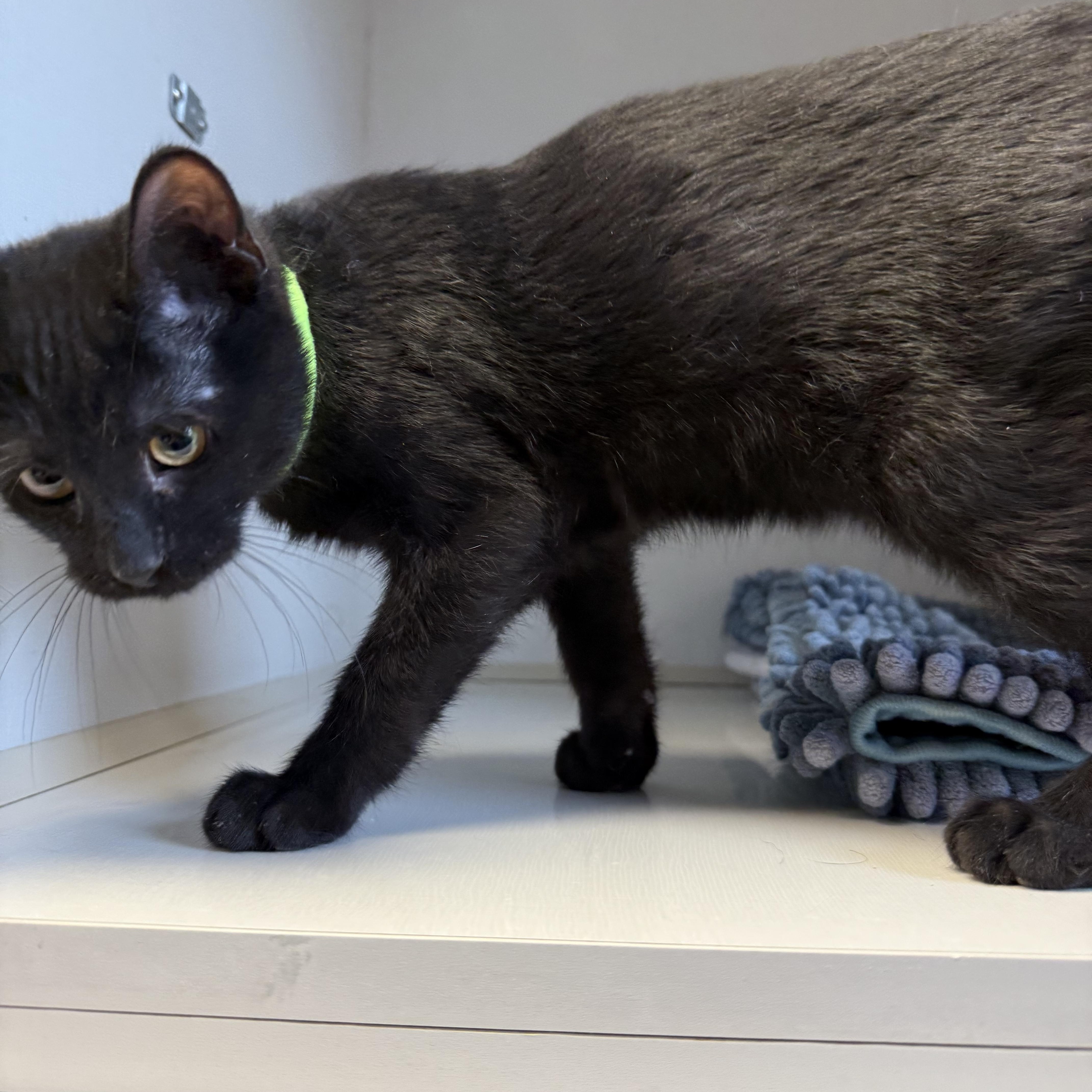 Enlarge Patrick, a Adoptable Domestic Short Hair in Butler, NJ image 6/6