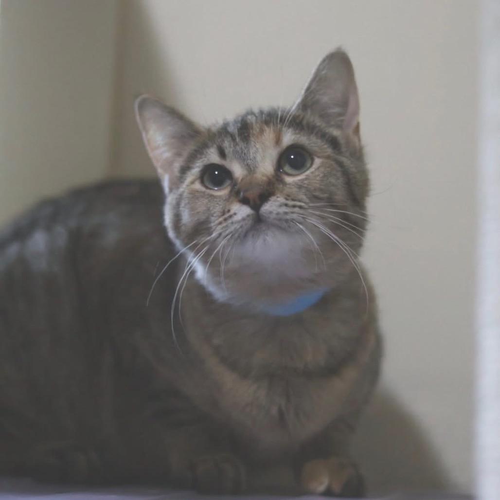 Enlarge Ivy, a Adoptable Torbie in Richland, MI image 3/3