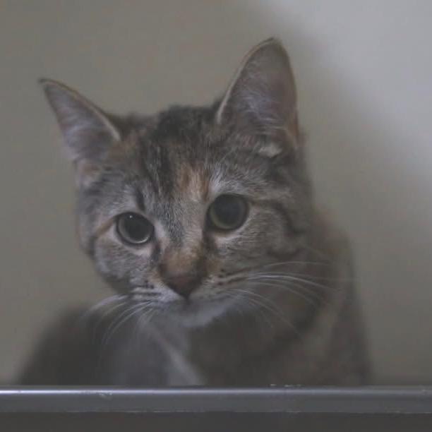 Enlarge Ivy, a Adoptable Torbie in Richland, MI image 2/3