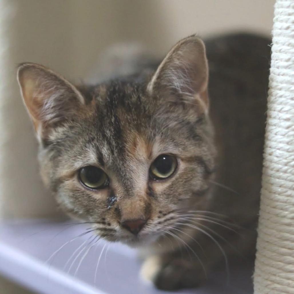 Enlarge Ivy, a Adoptable Torbie in Richland, MI image 1/3