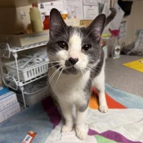 The Sheriff, adopted, Adult Male Domestic Short Hair.