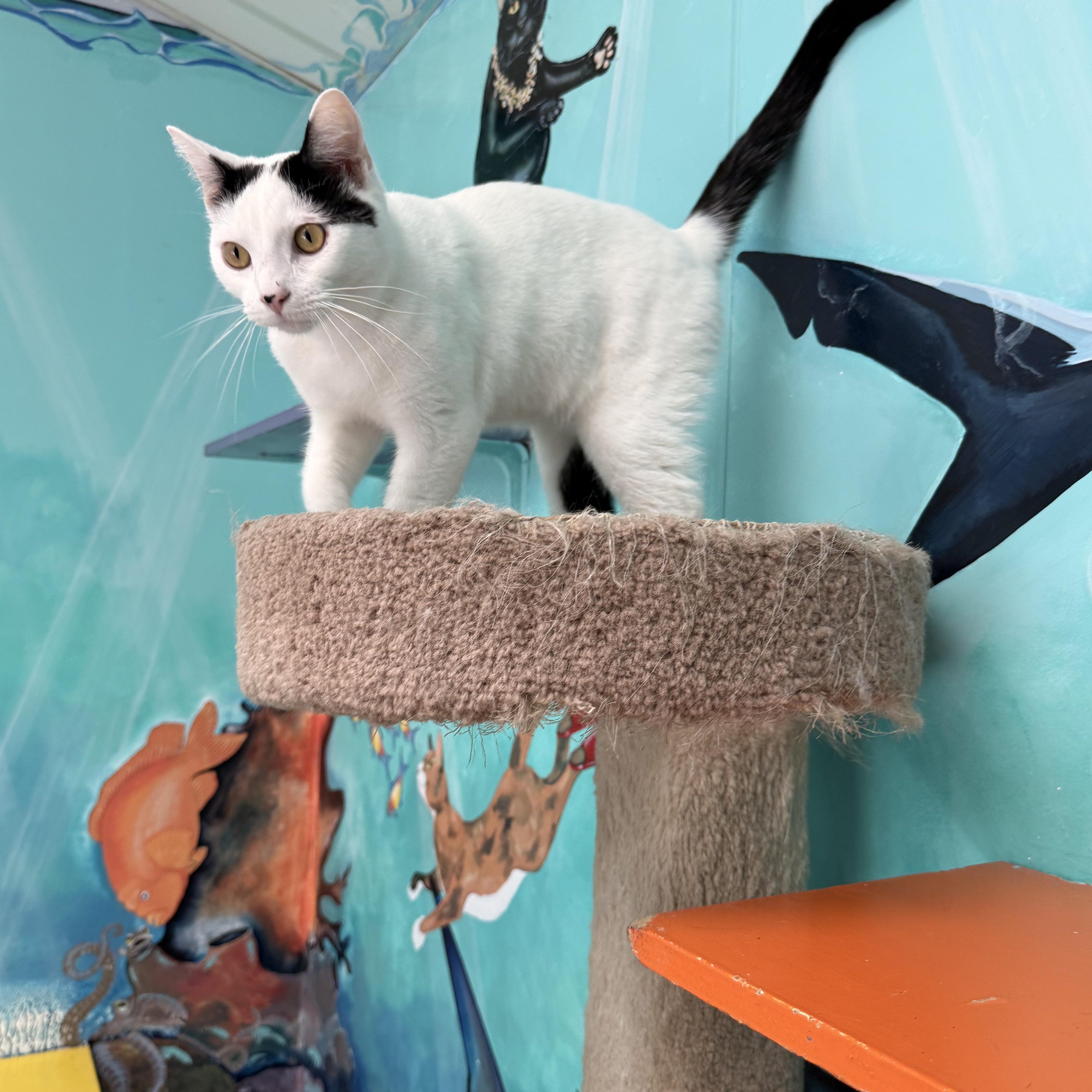 Macaroon, a ADOPTABLE Domestic Short Hair in Newport Beach, CA image 5/6