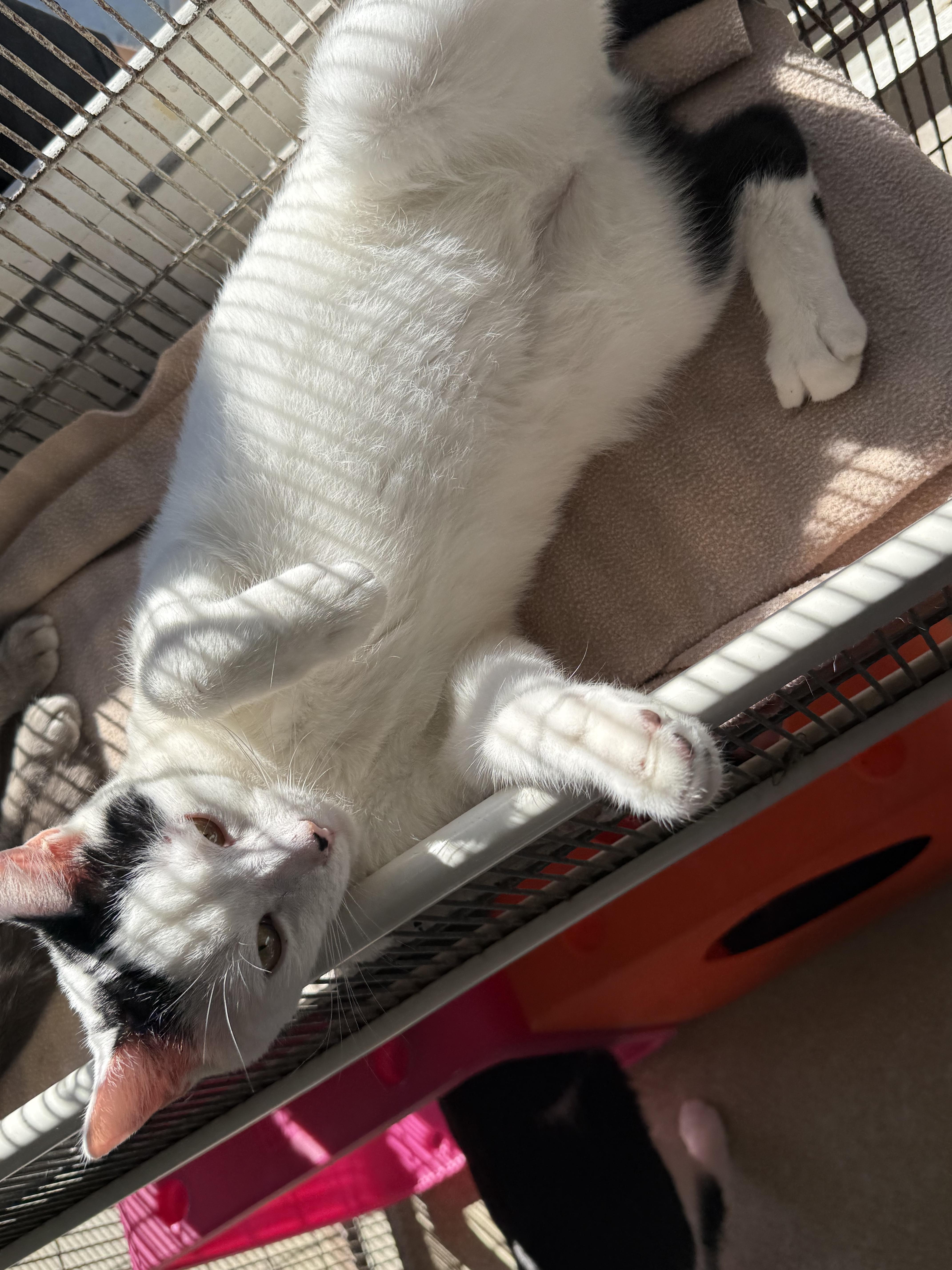 Macaroon, a ADOPTABLE Domestic Short Hair in Newport Beach, CA image 6/6